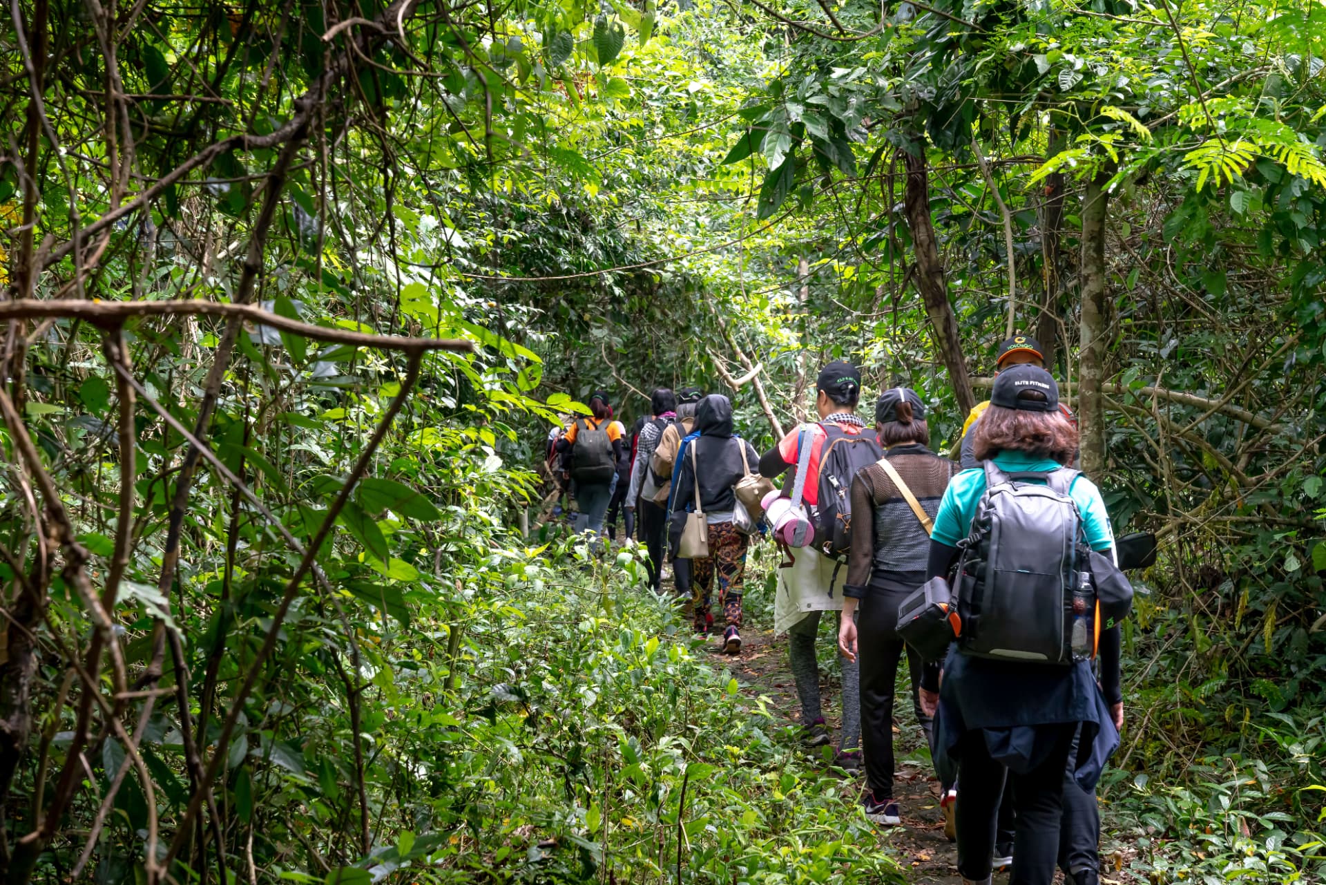 A group hiking together on a lush green forest trail