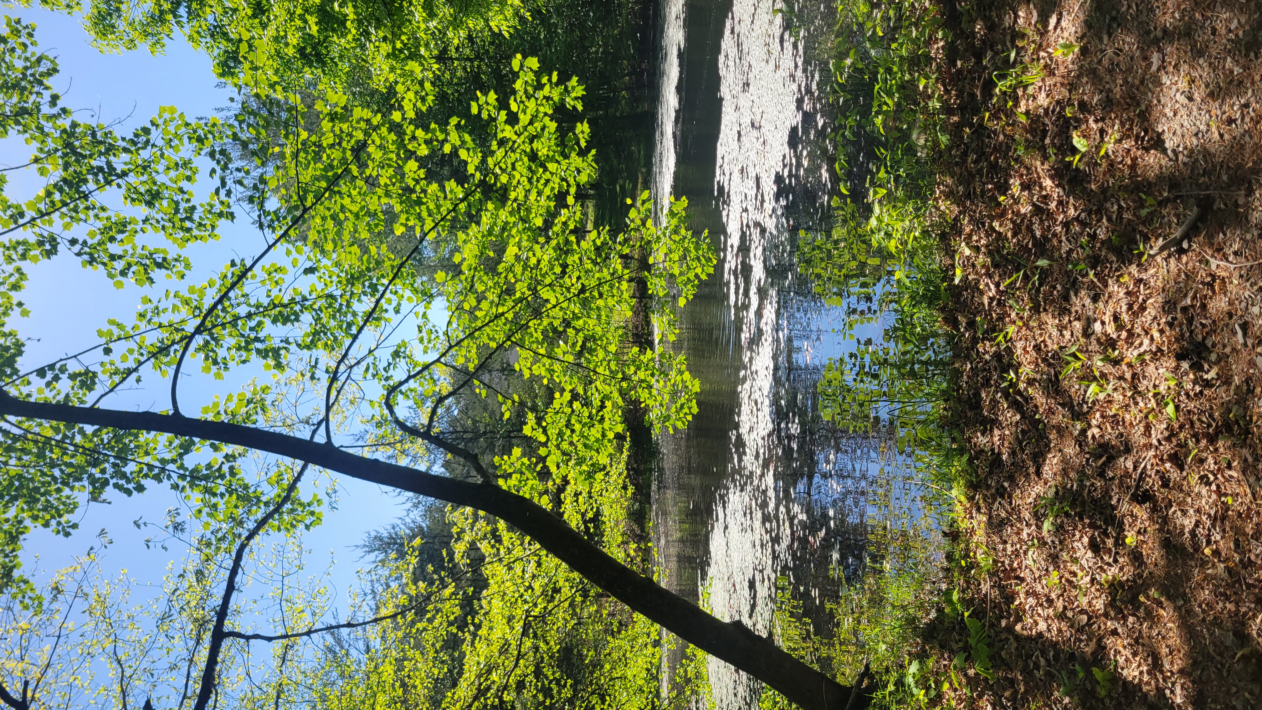 Serene lake